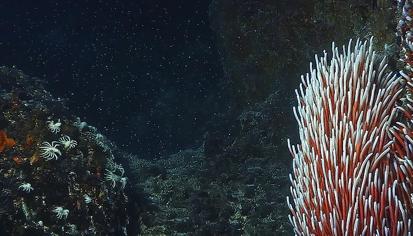 Deep-sea tube worms thriving on the dark ocean floor.