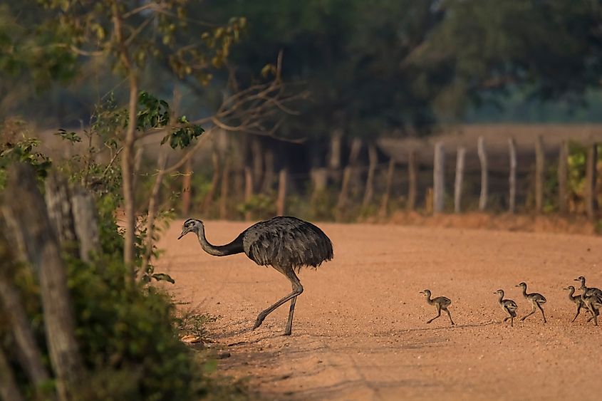 Greater rhea