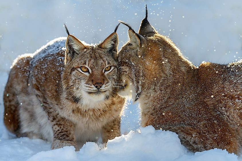 Interaction between a pair of lynx.