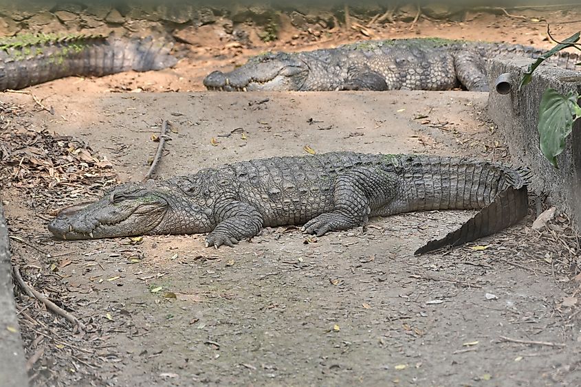 A large freshwater crocodile is sunbathing on the ground.