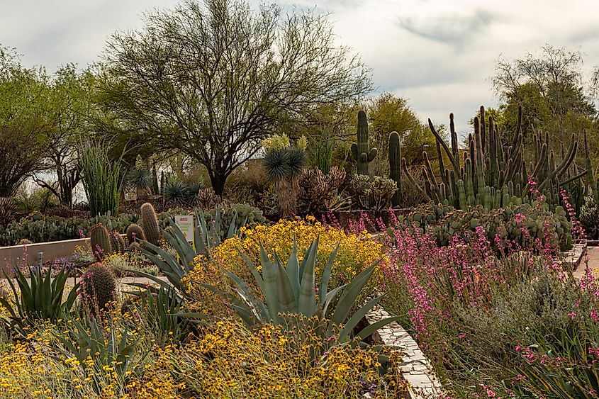 Desert Botanical Garden in Phoenix, Arizona.