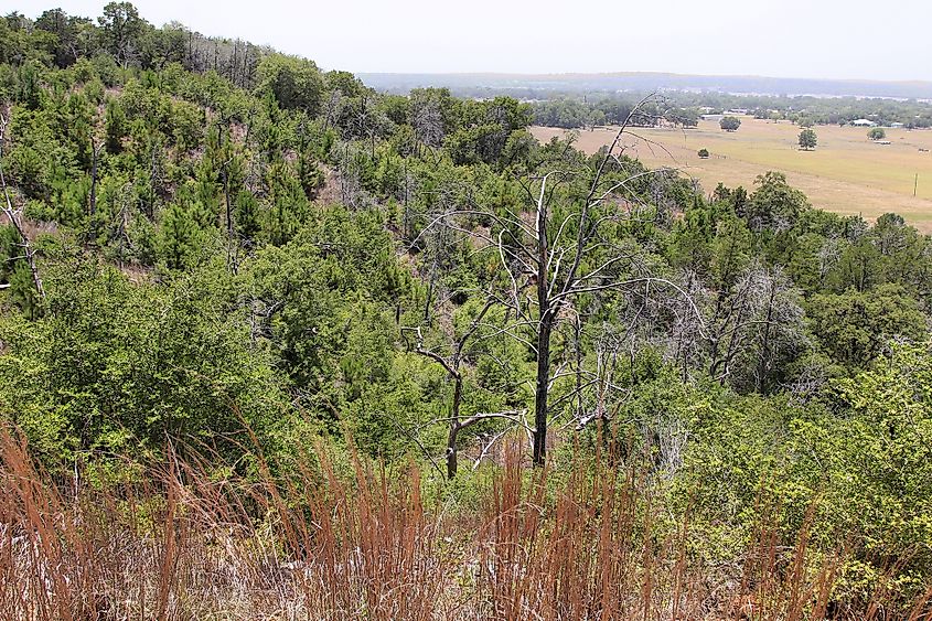 View from Scenic Overlook Buescher State Park Texas