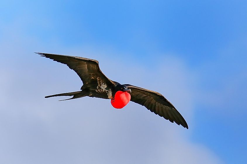 great frigatebird