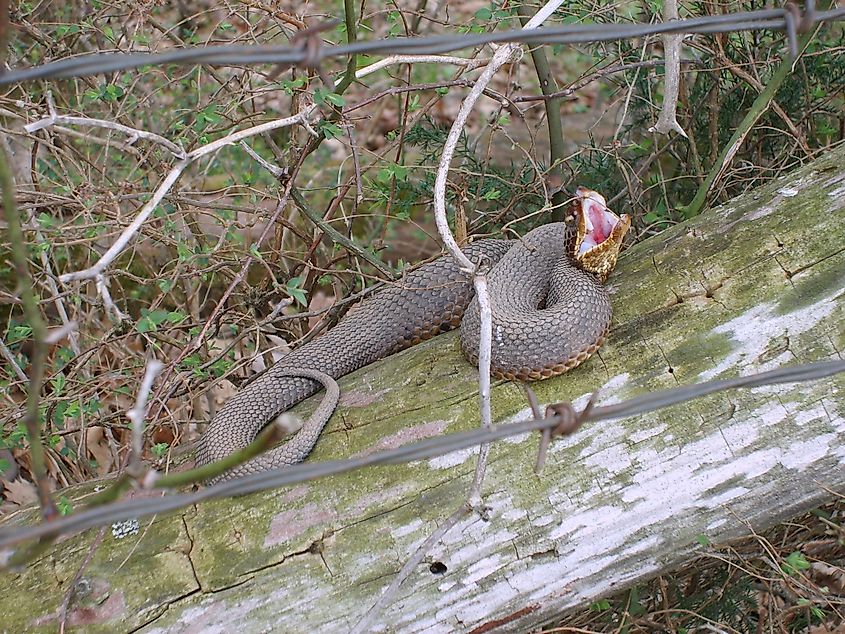 A Cottonmouth shows the inside of it's mouth as a warning in Mena, Arkansas. Editorial credit: Gina Santoria / Shutterstock.com