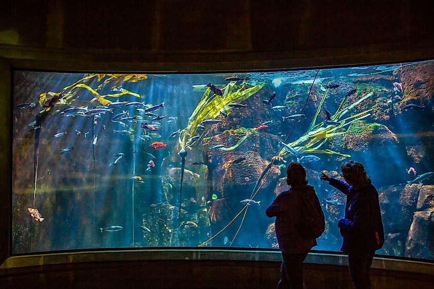 the Oregon Coast Aquarium in Newport, Oregon, with marine life swimming behind the glass