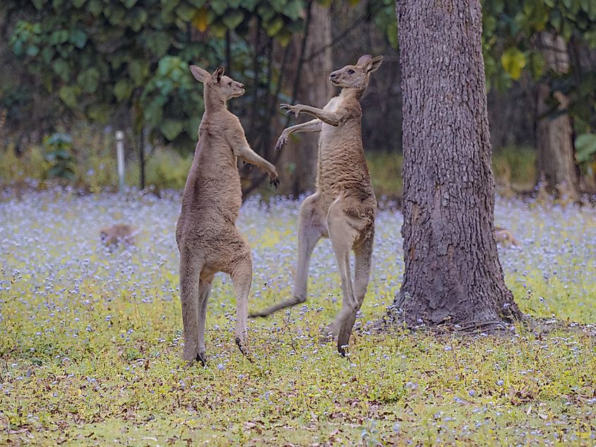 Two male kangaroos facing off.