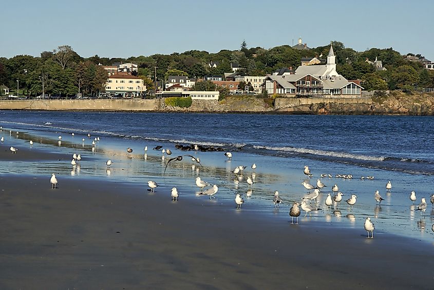 A flock of sea gulls scattered along lynn beach in lynn massachusetts, in the background is the town of swampscott