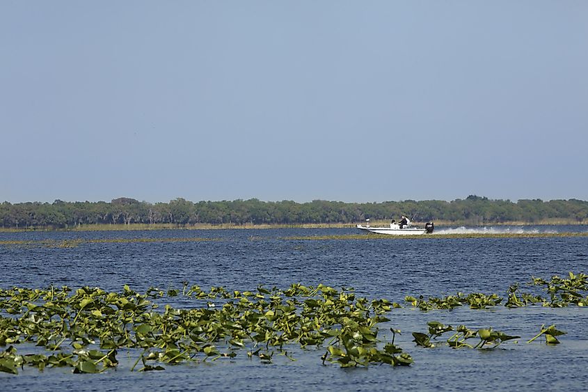 Lake Kissimmee near water lilies in the swamp at Lake Kissimmee State Park.
