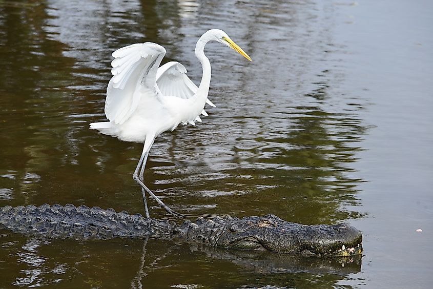 Alligator with rider — a blue heron — in Everglades National Park.
