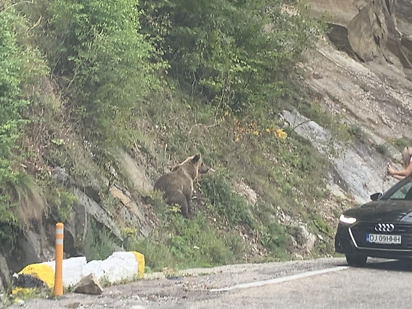 A spooked brown bear on the side of the Transfăgărășan, Romania