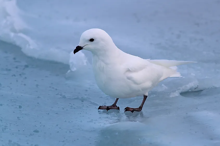 snow petrel