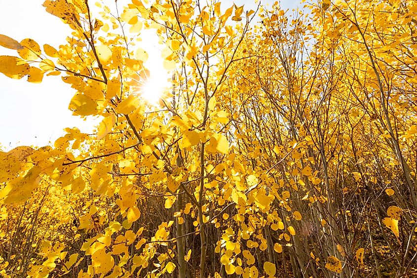 Aspen quaking in the wind. (Credit: Yellowstone National Park, Public domain, via Wikimedia Commons)