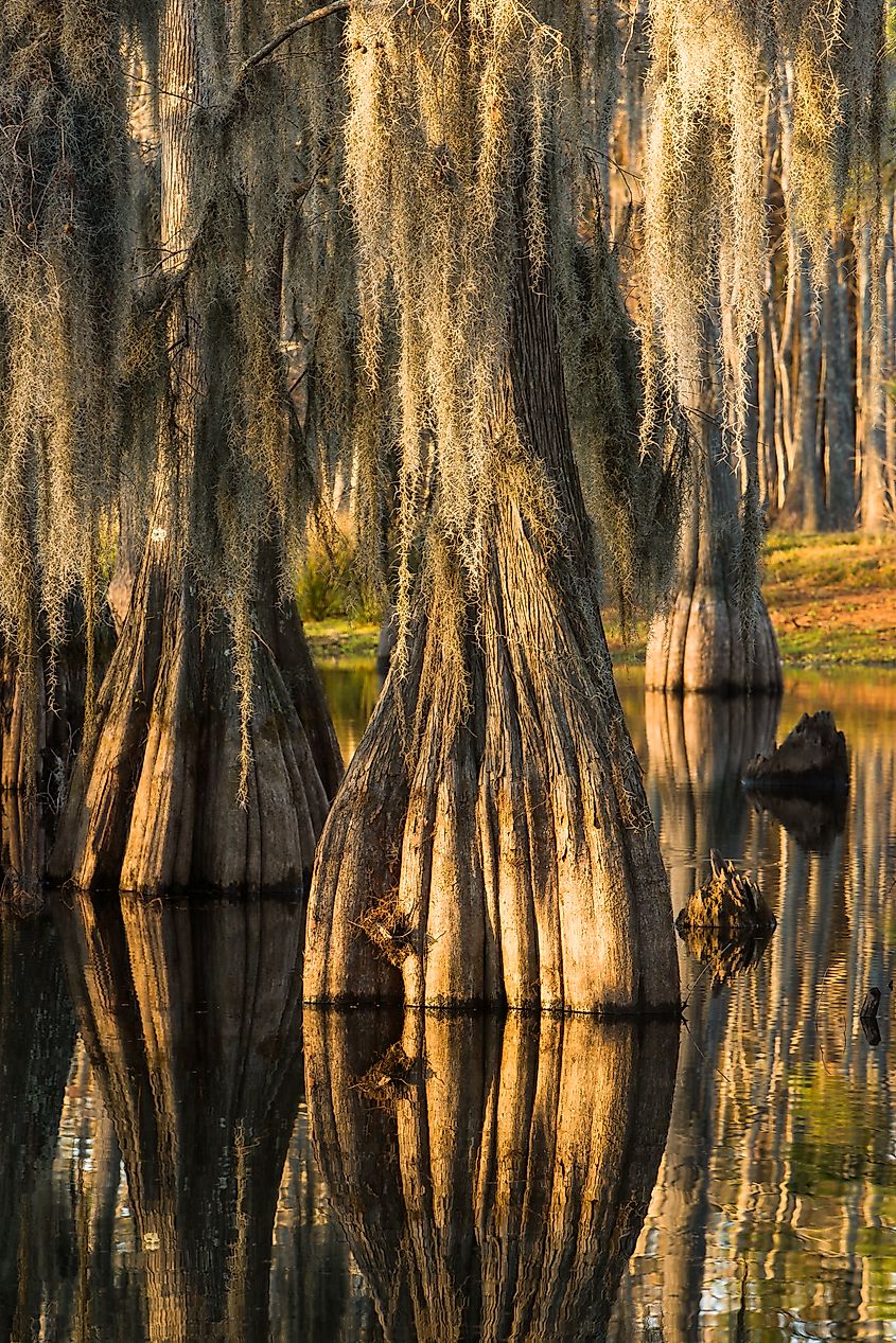 Swamp with bald-cypresses at the Sam Houston Jones State Park, Louisiana.