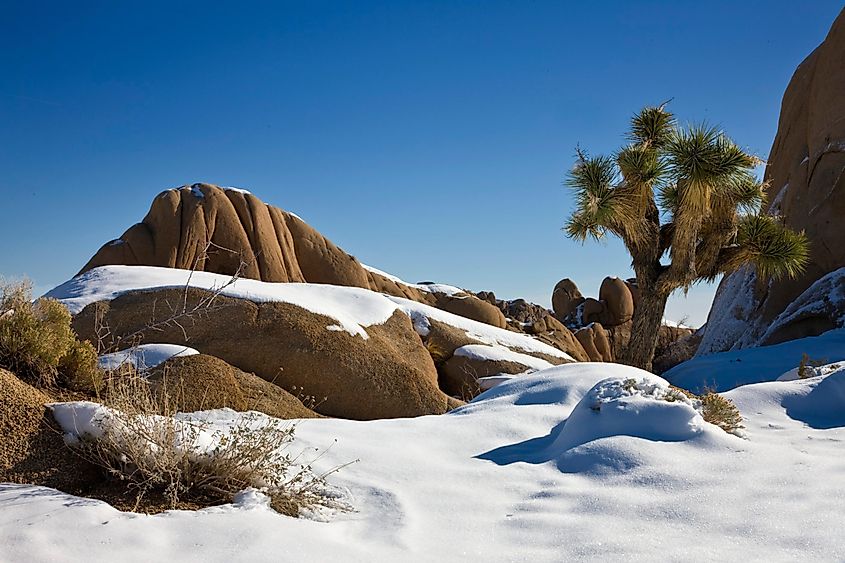 Joshua Tree in California during Winter