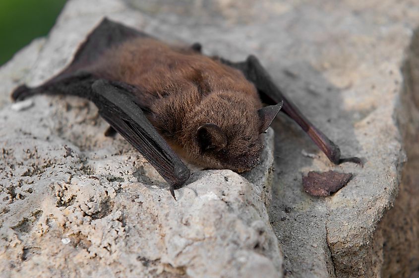 Little brown bat