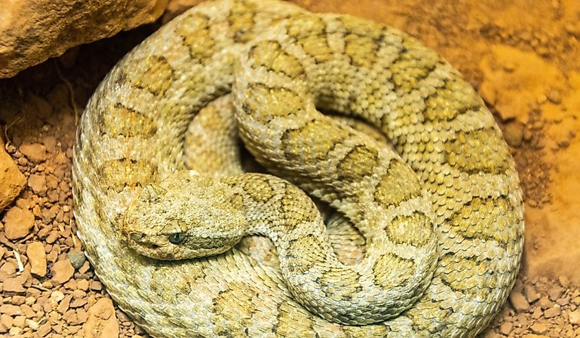 Midget Faded Rattlesnake (Crotalus oreganus concolor)