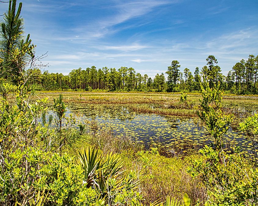 Natural forest pond secluded within the Ocala National Forest, Florida. 