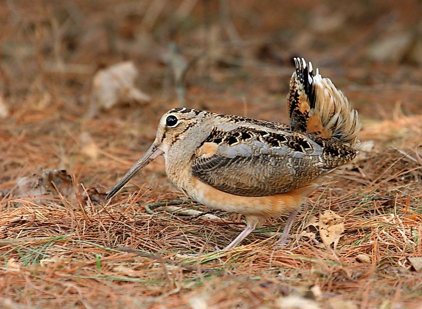 A male American woodcock in courtship display.