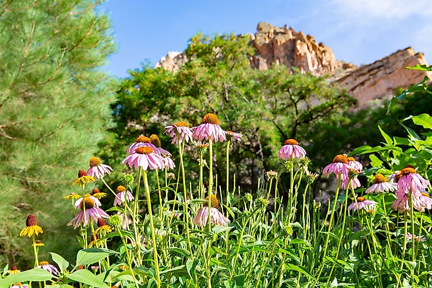 Beautiful purple coneflower in Kershaw-Ryan State Park, Nevada, USA