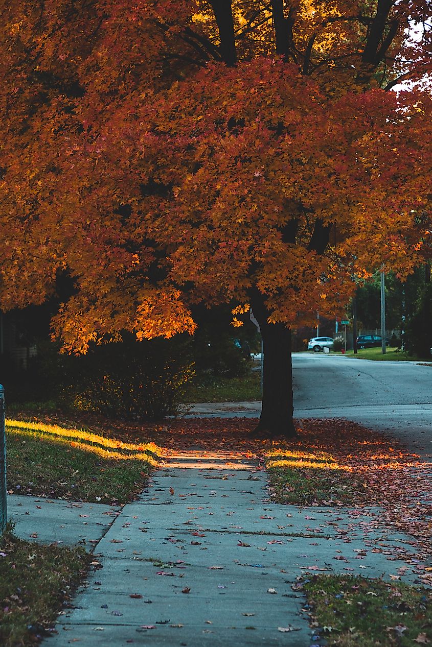 Neighborhood sidewalk in autumn.