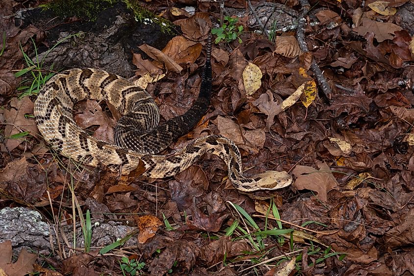 Timber rattlesnake slithering through leaves.