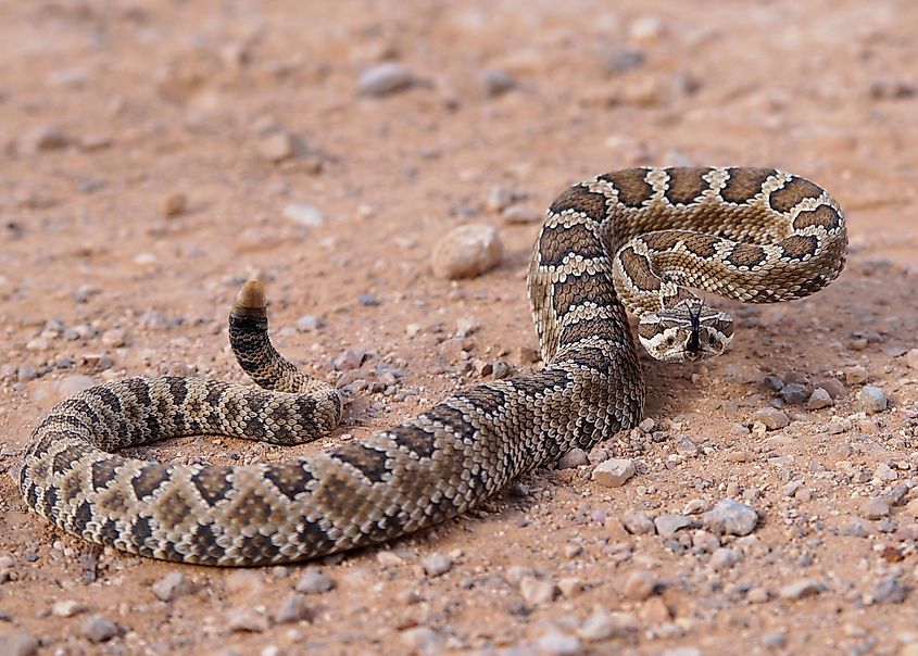 A great basin rattlesnake in an alert position.