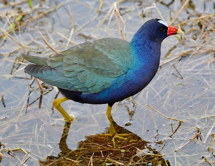 Purple Gallinule walking through the shallow waters in Venetian Gardens Park, Leesburg, Florida