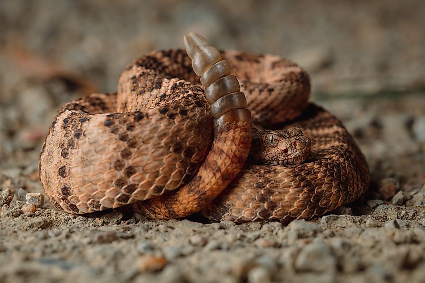 Tiger rattlesnake