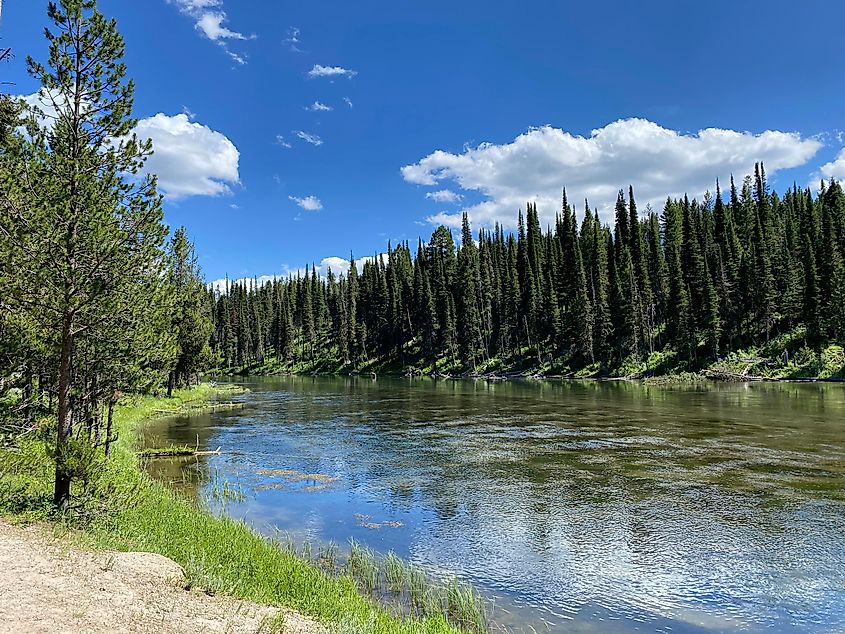 Caribou-Targhee National Forest, Island Park, Idaho, set against a backdrop of distant trees.