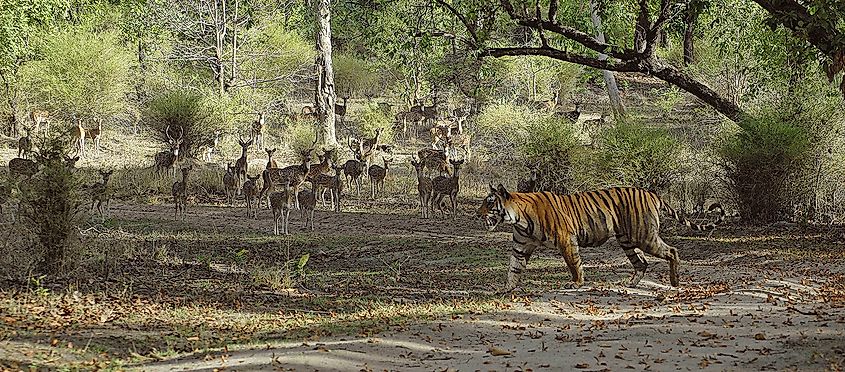 tiger and deer