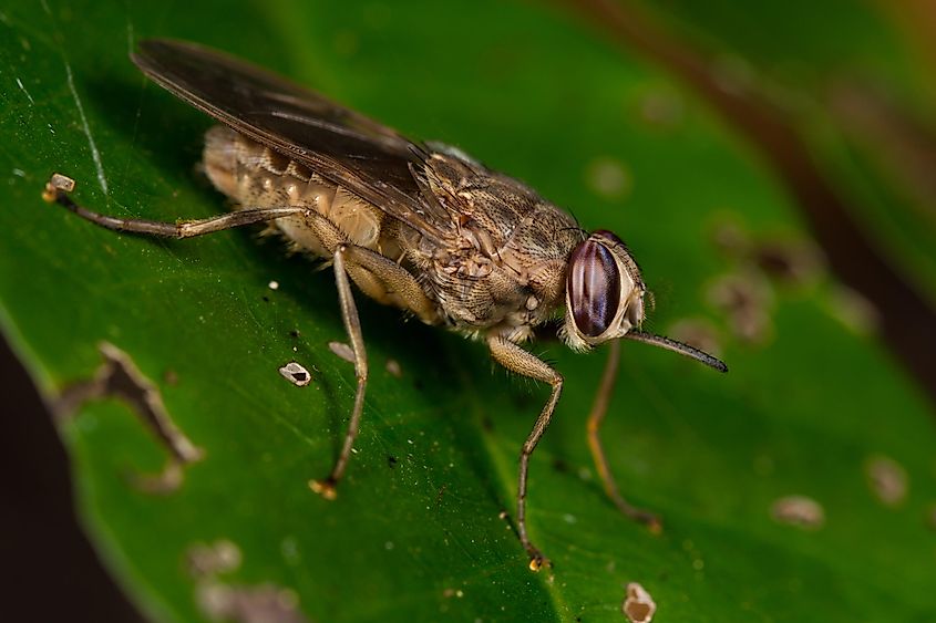 Tsetse flies