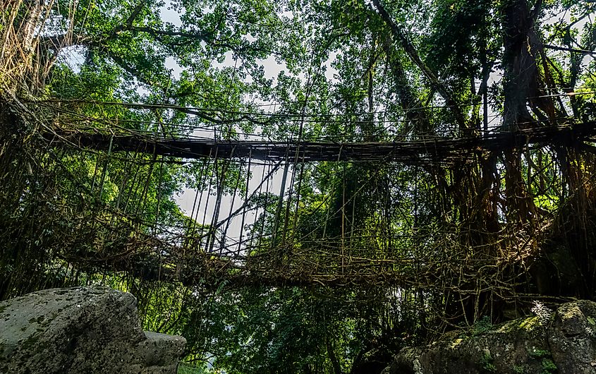 A living root bridge in the forests of the West Jaintia Hills of India.