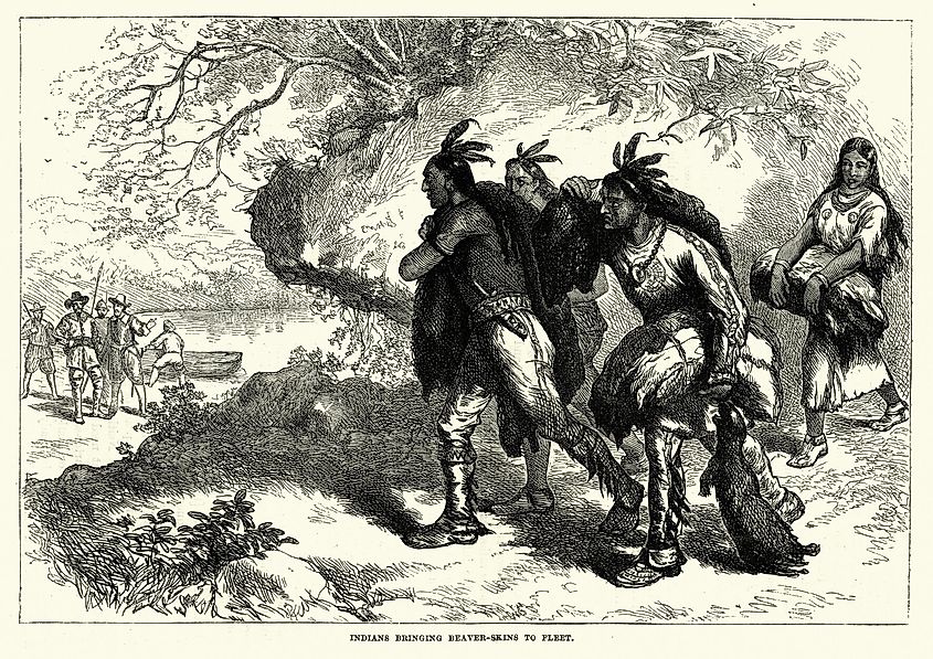 Native Americans trading beaver skins with colonists, 18th Century