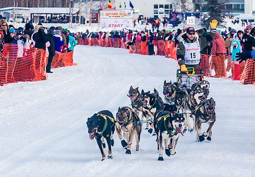 Dog sledding in Iditarod, Alaska.