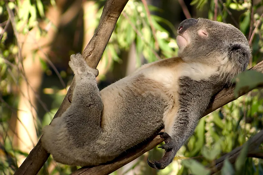 Sleeping koala