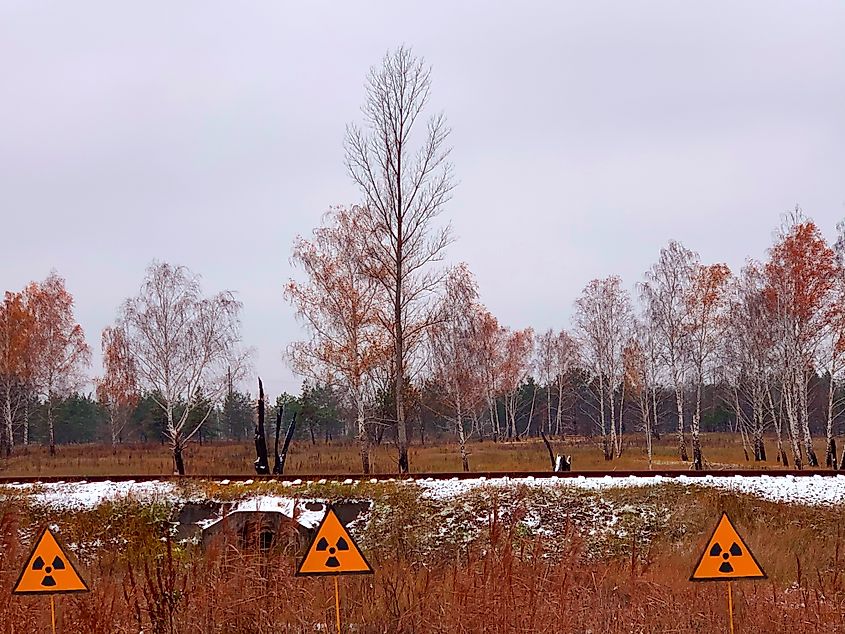 The Chernobyl Red Forest.