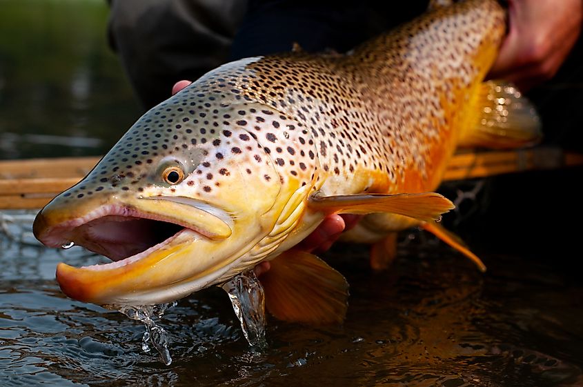 Large, healthy, male brown trout caught while fishing.