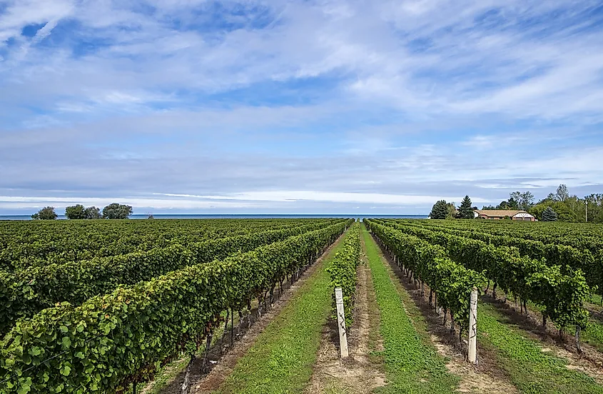 A vineyard in Niagara-on-the-Lake, Ontario.