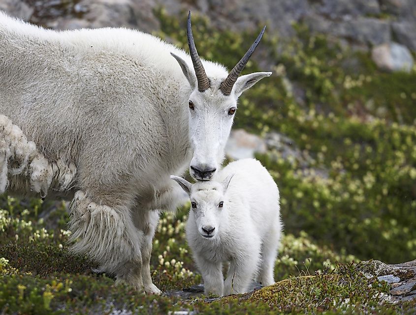 Mountain goats in Wrangell Mountains