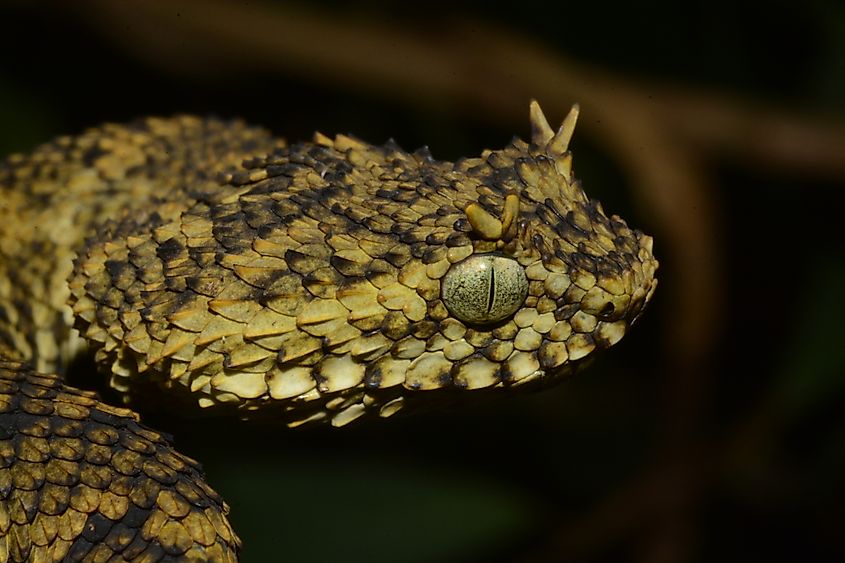 Close-up of an Atherias Ceratophora viper, native to Tanzania.