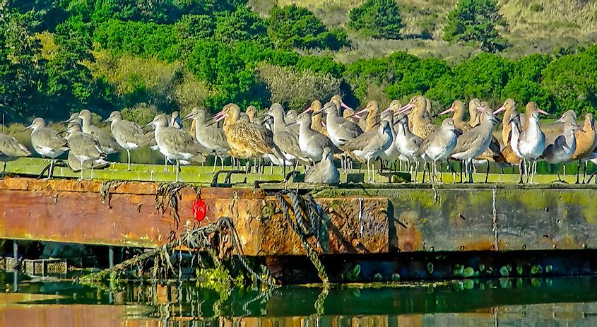 Short billed dowitchers and Marbled Godwits resting on an old pier at high tide on Humboldt Bay in Eureka, California