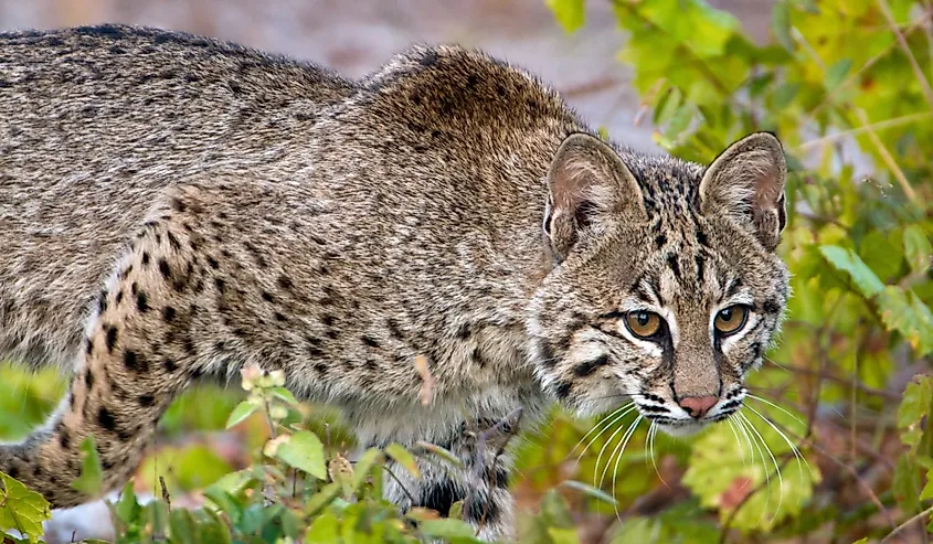 Close up of a Florida Bobcat slinking through greenery