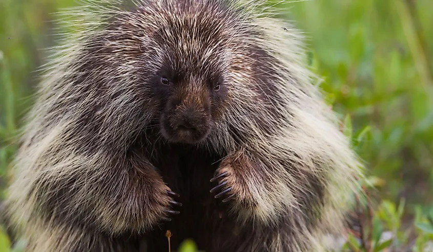 American Porcupine Erethizon dorsatum portrait