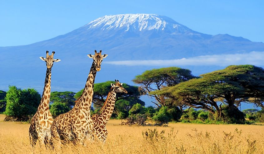 Three giraffe on Kilimanjaro mount background in National park of Kenya, Africa