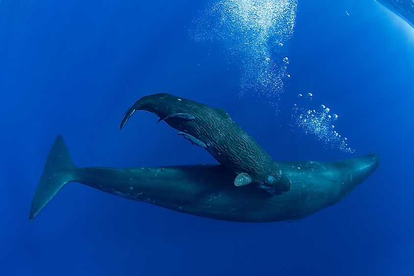 A newborn baby sperm whale swims surrounded by his family.