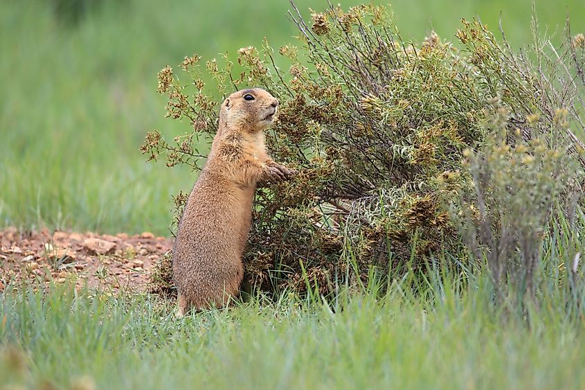 Utah prairie dog.
