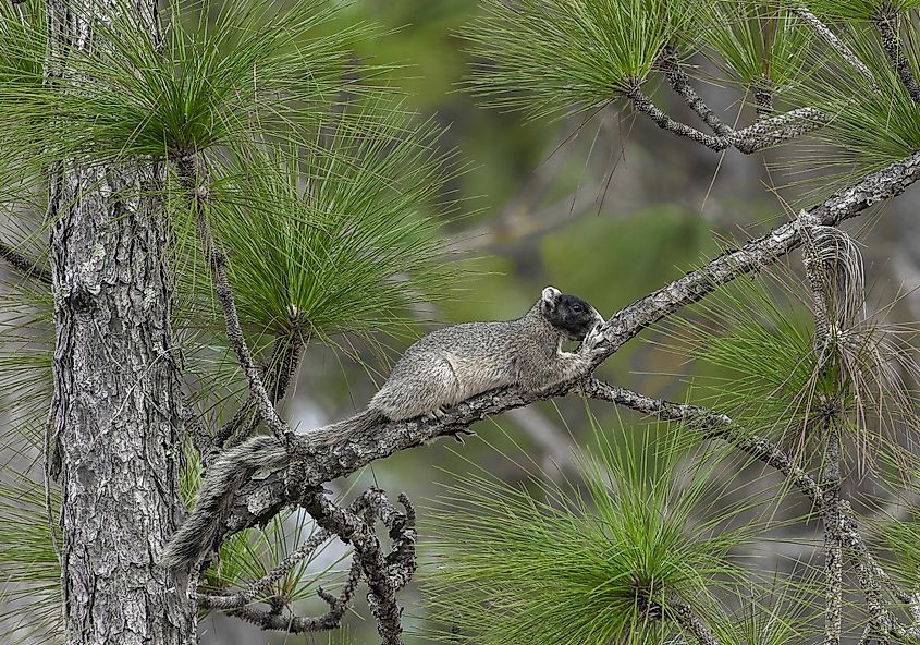 Southern, Eastern or Sherman's fox squirrel (Sciurus niger niger) on a long leaf pine tree (Pinus palustris)