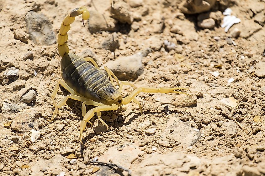 What Animals Live In The Sahara Desert? - WorldAtlas What Animals Live In The Sahara Desert? - WorldAtlas