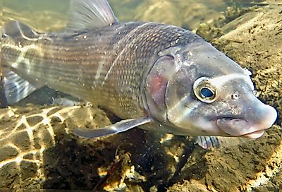 Mountain whitefish. Credit: Fishinphoto, CC BY-SA 4.0 <https://creativecommons.org/licenses/by-sa/4.0>, via Wikimedia Commons