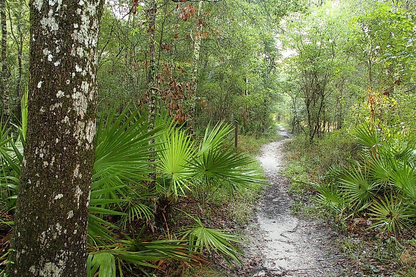 Trail along the Suwannee River in Suwannee River State Park in Northern Florida.